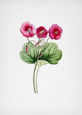 Bowies Oxalis Flower