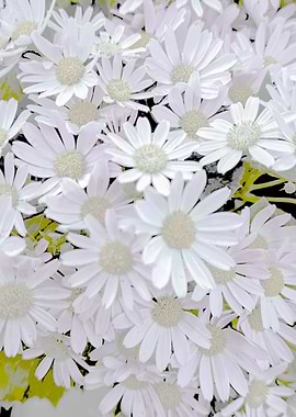 daisy in bloom in spring