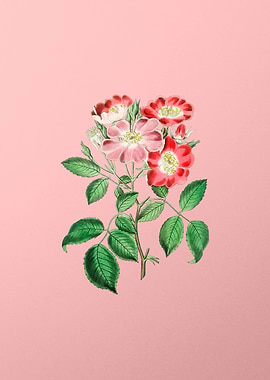 Rose Clare Flower on Pink