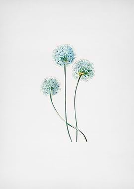 Blue Leek Flower Branch