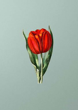 Gesners Tulip Flower