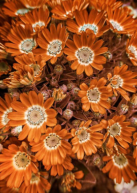 daisy in bloom in spring