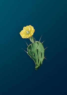 One Spined Opuntia Flower