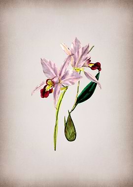 Two Edged Laelia