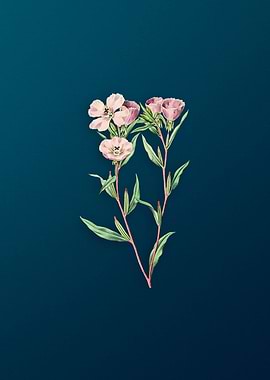 Pale Corona Amaryllis