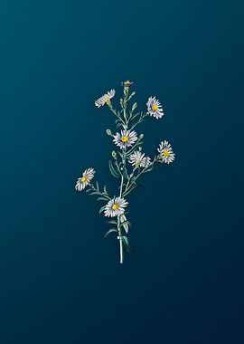 Glaucous Aster Flower