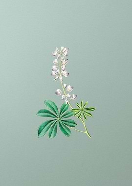 Half Shrubby Lupine Flower