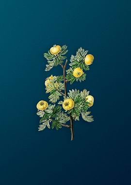 Tansy Leaf Hawthorn Flower
