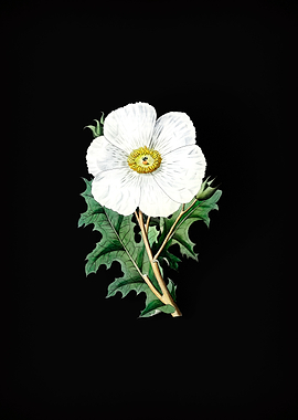 Mexican Poppy Flower