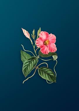 Knob Jointed Dipladenia