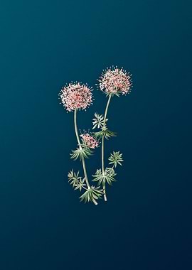 Crucianella Flower Branch