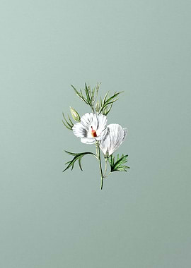 Lilac Hibiscus Flower