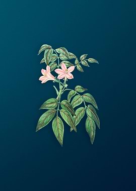 Turraea Pinnata Flower