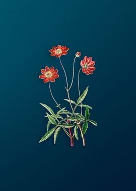 Cosmos Flower Branch