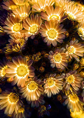 daisy in bloom in spring