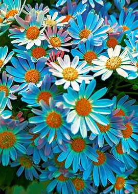 daisy in bloom in spring