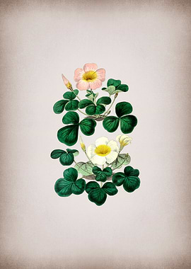 Variable Oxalis Branch