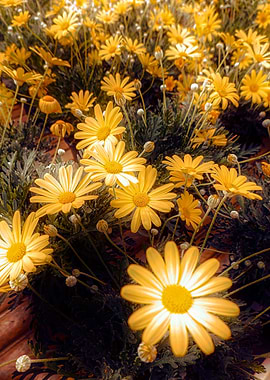 daisy in bloom in spring