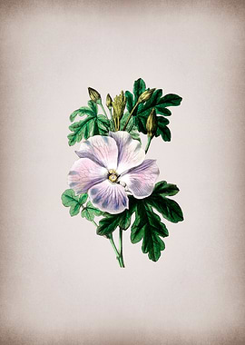 Wrays Hibiscus Flower