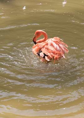 ruber flamingo