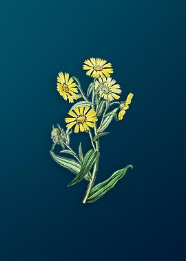 Madia Flower on Teal