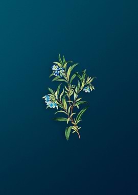 Blue Narrow Leaved Sollya