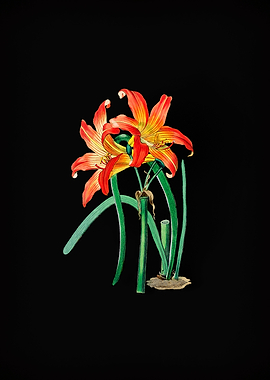 Meadow Habranthus Flower