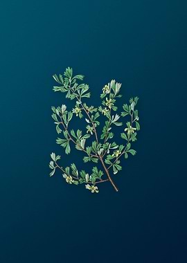 Three Tooth Purshia Flower