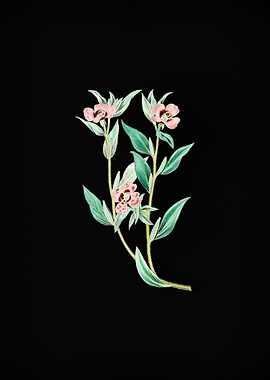 Long Branched Enothera