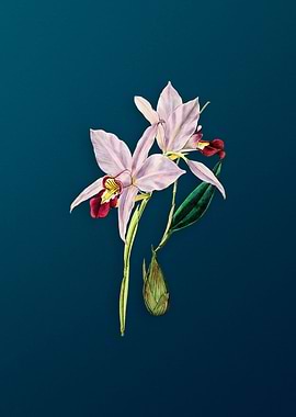 Two Edged Laelia on Teal