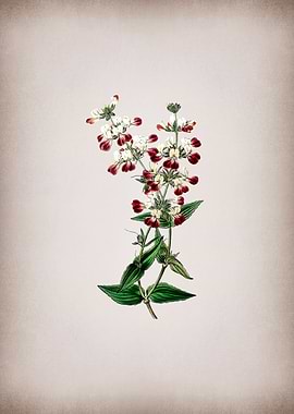 Two Color Collinsia Flower