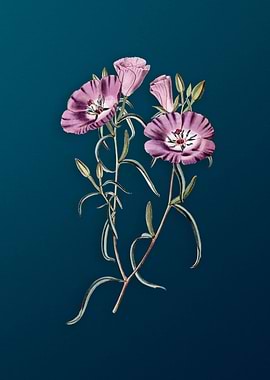 Chilian Evening Primrose