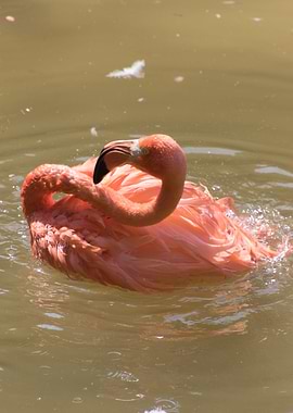 ruber flamingo