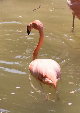ruber flamingo