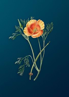 Saffron Color Eschscholzia