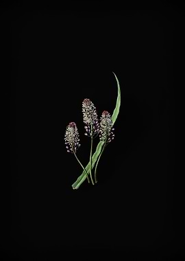 Meadow Squill Flower Black