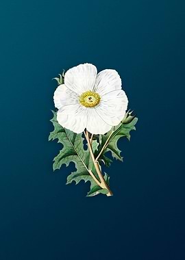 Mexican Poppy Flower