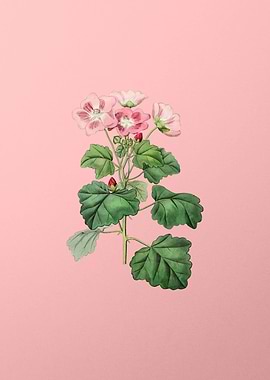 Rhomb Leaf Palavia Flower