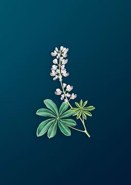 Half Shrubby Lupine Flower