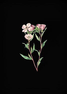 Pale Corona Amaryllis