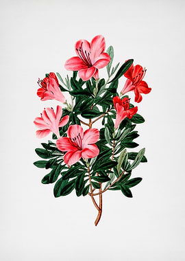 Brick Red Chinese Azalea