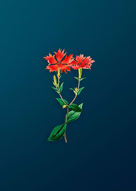 Vintage Lychnis Flower