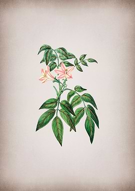 Turraea Pinnata Flower