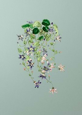 Vintage Harebell Flower