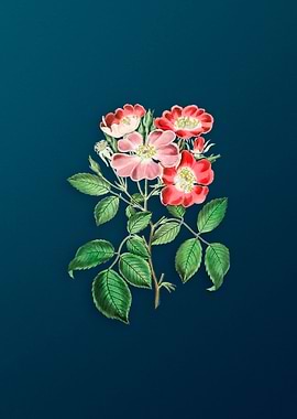 Rose Clare Flower on Teal