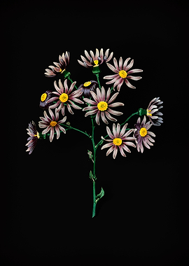 Lilac Senecio Flower