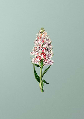 Leafy Spiked Orchis Flower