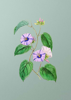 Hoary Jacquemontia Flower