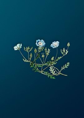 Shewy Nemophila on Teal