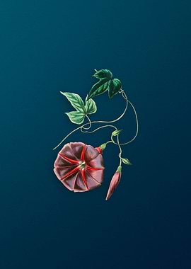 Male Jalap Flower on Teal